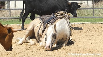 Cashthechexnow - warm up, work cows, roping, lay down! - ValleyViewRanch.net