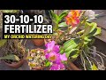 30-10-10 Fertilizer Day for My Orchids.