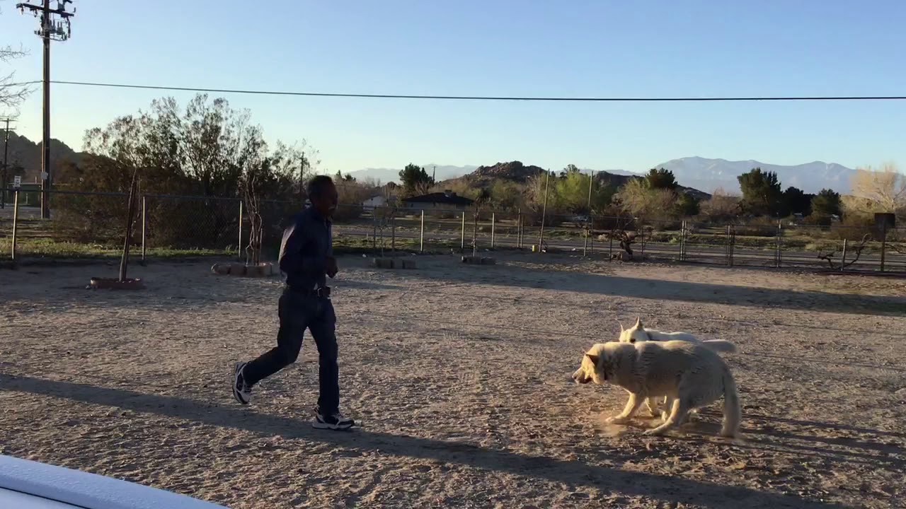 pina bausch 🏃🏽♂️ASÍ SE MANTIENE JOVEN MI ESPOSO DE 73 AÑOS.👴🏽