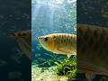 Freshwater monsters #shorts #arowana #piranha #monsterfish #freshwaterfish