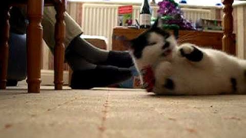 Domino vs remote control car