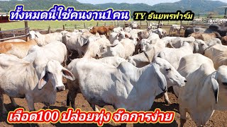 มีทุกอย่างได้เพราะวัว/1ต่อ70เลือด100ปล่อยแปลงปล่อยทุ่ง เลี้ยงง่ายจัดการง่าย#พูดจาภาษาวัว