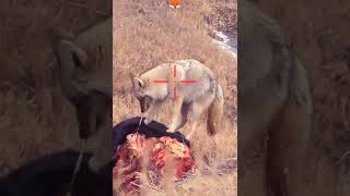 صيد الذئاب   wolves hunting