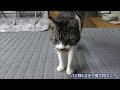パパを探し必死に鳴く猫☆声がガラガラになったり・・高音低音いろんな声で鳴くリキちゃん☆ネコの鳴き声をいっぱい聞こう☆パパ捜索隊【リキちゃんねる　猫動画】Cat videos キジトラ猫との暮らし