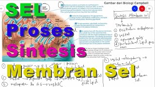 Cell Membrane Synthesis Process Formation of cell membranes