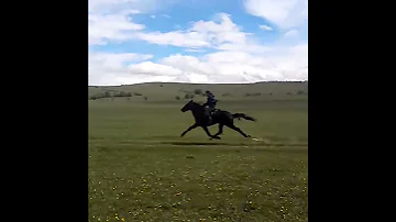 Самая быстрая лошадь