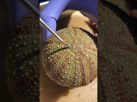 Sea Star Dissection 1: External Anatomy