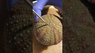 Sea Star Dissection 1: External Anatomy