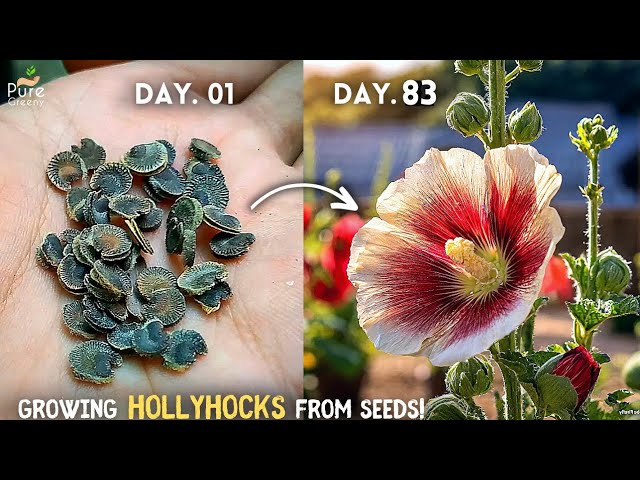 How To Grow Hollyhocks From Seeds? (SEEDS TO FLOWERS)