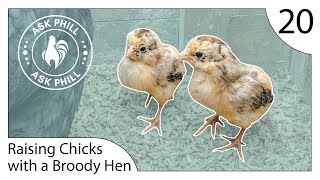 How to Raise Chicks with a Broody Hen - Ask Phill 20