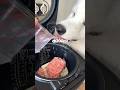 炊飯器で愛犬用の肉豆腐つくったら爆食してくれました!! #サモエド #大型犬 #炊飯器レシピ
