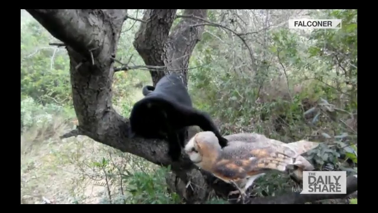 Owl & Kitty: Best friends furrrrr life! 