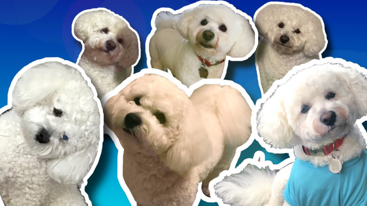 Dog's Head Tilting | Uno the Shichon Version