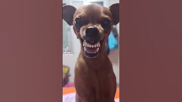 كلب يضحك ههههههههههههه 