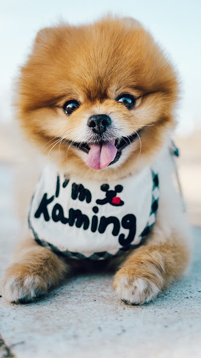 Kaming the Toy Pomeranian Learns Spanish in Valencia 🐾 #Shorts