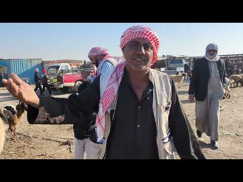 سوق الحداديه يوم الاثنين 24 11 2025 حركه السوق عند الدلال ابو غازي وجميع الدلاله اخوان اشتراك