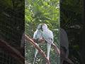 Visit KL Bird Park #birds #travel #kualalumpur