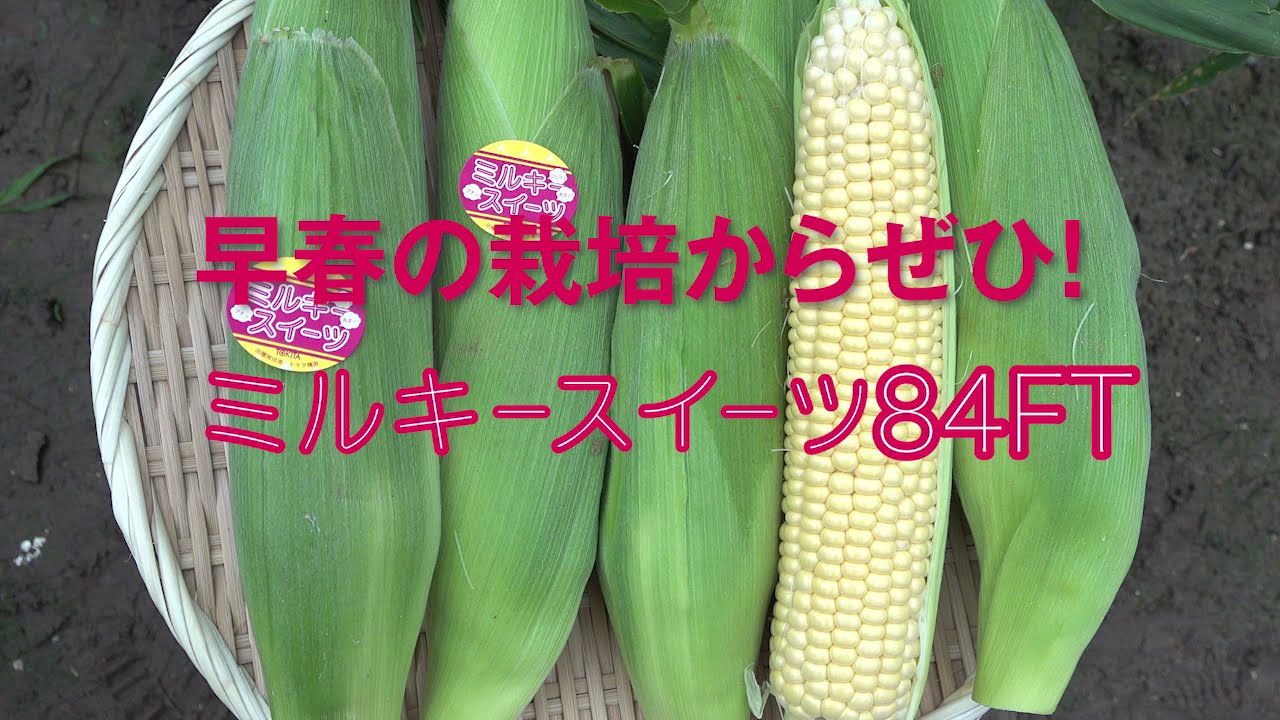 プチっ！ジュワっ！あまッ！フルーツコーン「ミルキースイーツ84FT