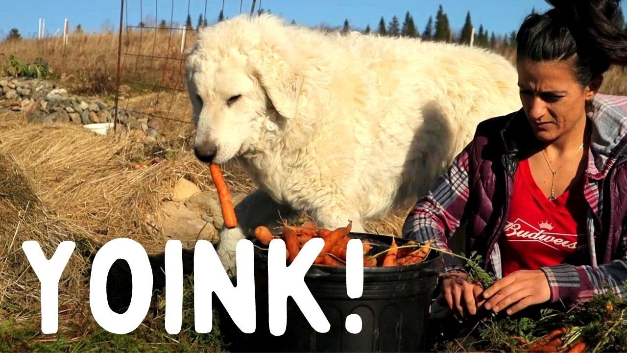 World's cutest carrot thief 