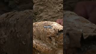“How Dinosaur Footprints Reveal Ancient Continents”