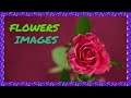 Flowersvarietyviews