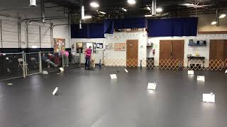AKC Virtual Rally Intermediate course #2x