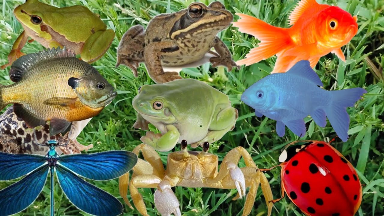 Nice I Catch in the baby Frog.Fish.Crab.Ladybug.Dragonfly Snail eggs