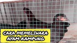 CARA MEMELIHARA AYAM KAMPUNG || MEMANFAATKAN WAKTU LUANG CARA MEMELIHARA AYAM KAMPUNG || MEMANFAATKAN WAKTU LUANG