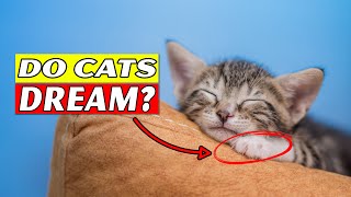 Do Cats Dream or Have Nightmares? Find Out!
