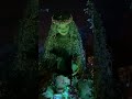 Moana Journey of Water at NIGHT! Simply SPECTACULAR!! | Walt Disney World  #disneyvlogger #disney
