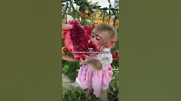 Какая ты обезьяна по знаку зодиака 🐵♥️