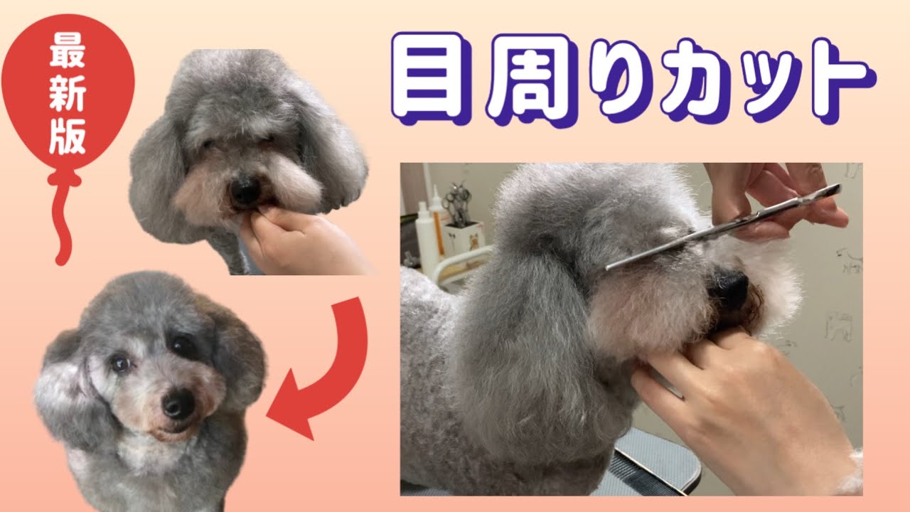 犬の目周りカットのやり方補足版／セルフトリミング／犬の顔カット／トイプードル