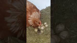 Chicken hutching chukar partridge's  (کبک )egg