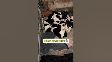 11 đứa y hệt nhau luôn mới ghê 😂 #yeulu #shorts