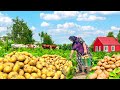 Harvesting Organic Potatoes from Garden and Cooking Traditional Azerbaijani Dish