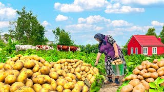 Harvesting Organic Potatoes from Garden and Cooking Traditional Azerbaijani Dish