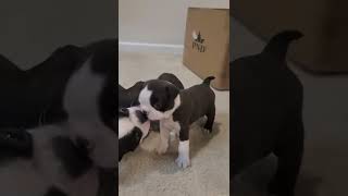 DEADLY Attack By 5 CUTE Boston Terrier Puppies!