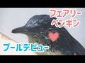 世界最小「フェアリーペンギン」のひながプールデビュー