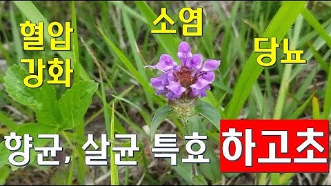 소염, 향균작용 특효 약초!! 하고초(꿀풀, 꿀방망이풀)를 소개합니다 (하지에 고사하는 약초, 당뇨, 혈압강화 효능, 신경, 불안진정, 해열제, 이뇨작용)