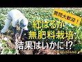 【サツマイモの育て方】紅はるかの無肥料栽培　収穫【有機農家直伝！無農薬で育てる家庭菜園】