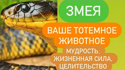 ЗМЕЯ - ваше тотемное животное# мудрость# целительство# жизненная сила# интуиция# кармические уроки#