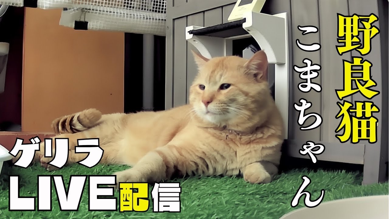 6月20日】へそ天サービスLIVE - YouTube