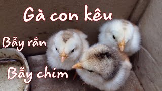 Tiếng gà con kêu - Bẫy chim săn.Bẫy rắn.