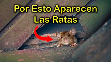 ¿Cómo saber si las ratas se han ido de casa?