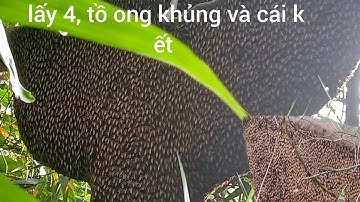 Hôm nay lấy 4 tồ ong khủng cả nhà ơi 