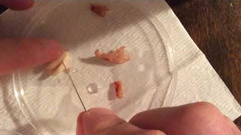 Seed dissection by Mr. Morin