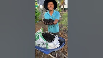 P1 - Cách Trồng Cỏ Gừng Ta | Anh Hoa - Làng Hoa Trăm Tuổi #shorts