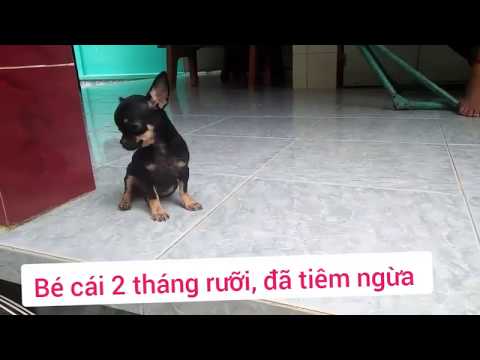 Cận cảnh bé #Chihuahua cái đen 4 mắt 0974168738 ||Trại chó cưng LuLu