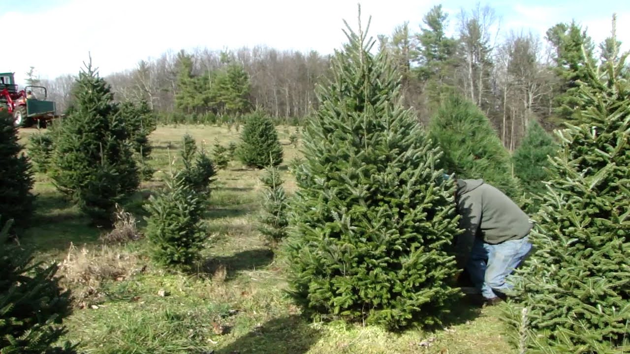 Billings Christmas Tree Farm 2011 YouTube