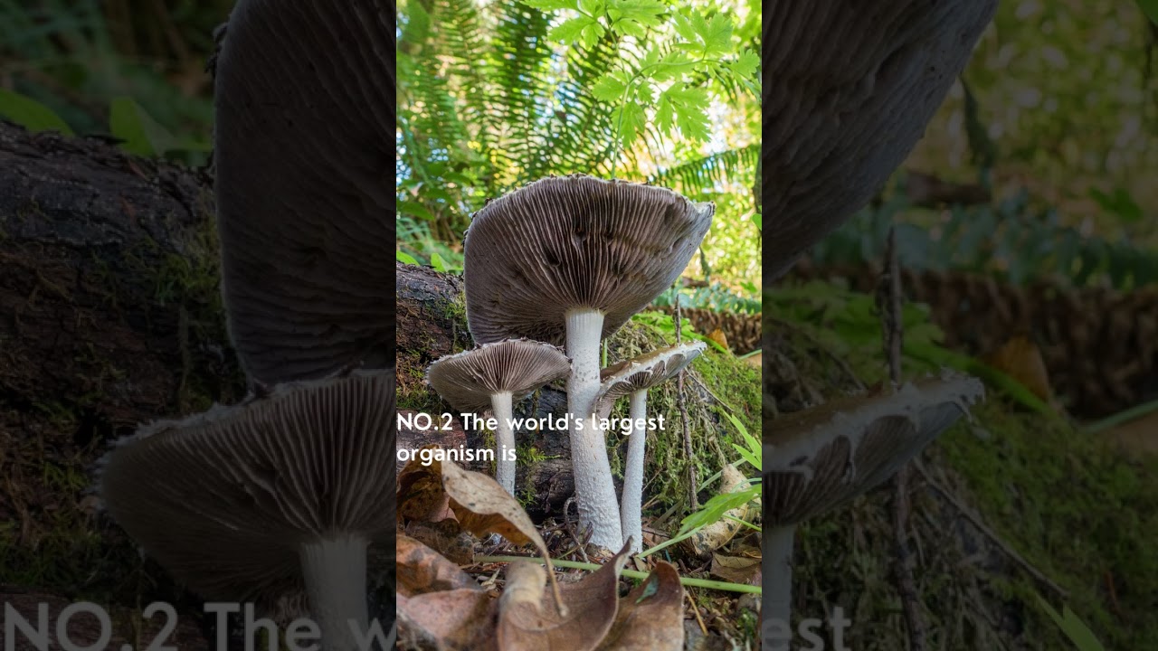 Unique and Interesting Facts about World